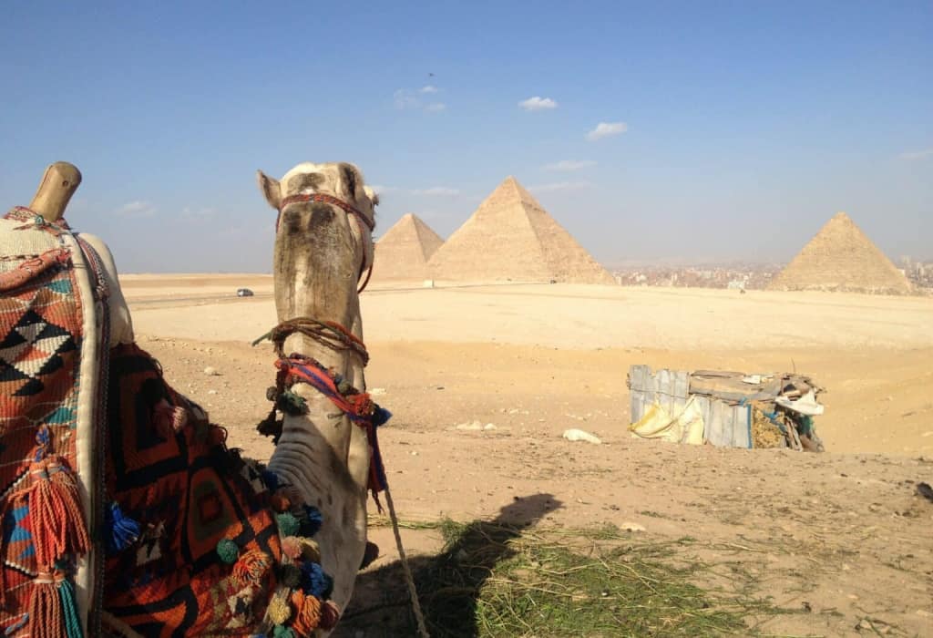 camel-pyramids-egypt-1536×1152 Excursion d’une journée au Caire et aux pyramides de Gizeh au départ d’Hurghada