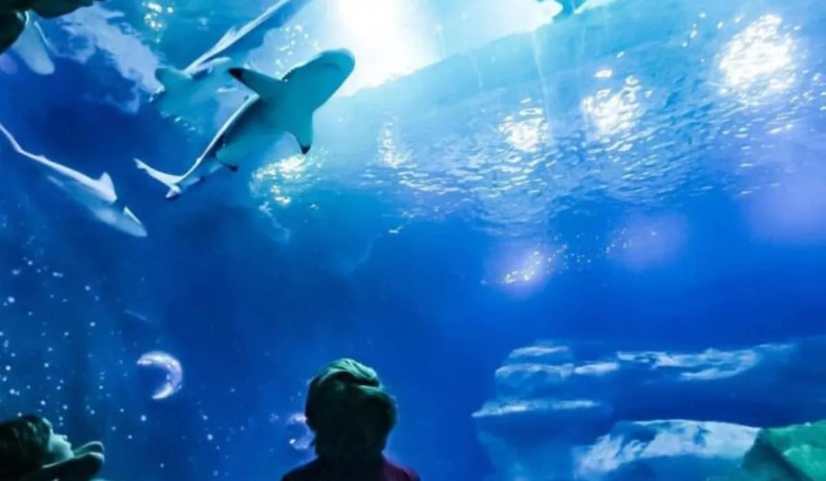 Grand-Aquarium-Trip-Safaga-e1671810893380-636×426 (1)