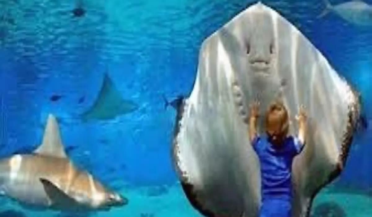 Aquarium Hurghada Aquarium Hurghada