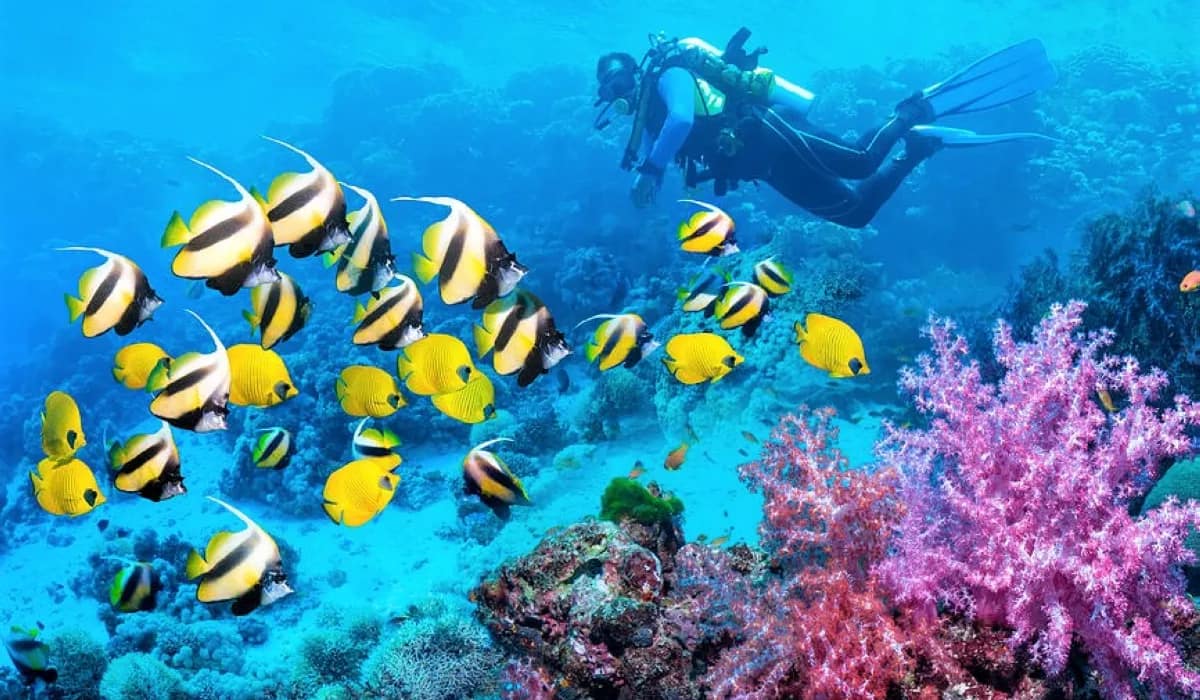 Scuba-Diving-Hurghada-4 Hurghada : 2 plongées pour débutants ou excursion snorkeling avec déjeuner