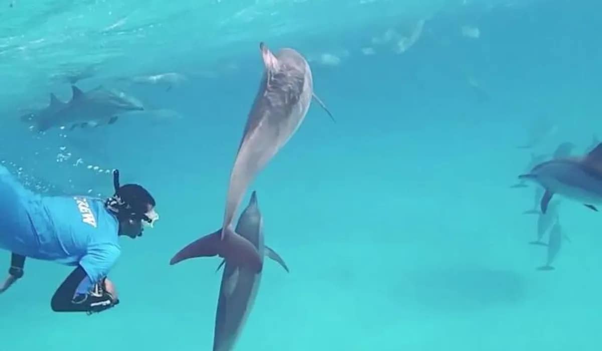 Snorkeling Adventures-tia trip- coral sea tours