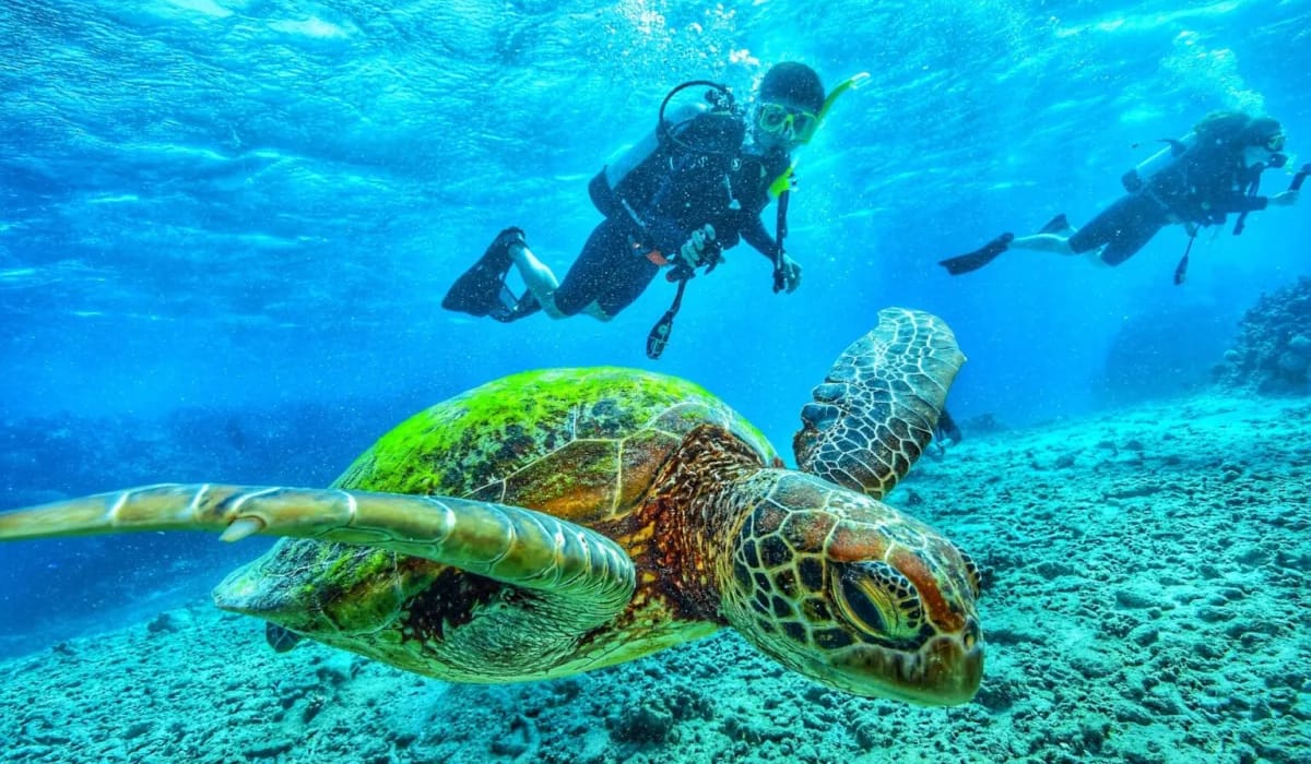 scuba-diving-with-turtle-1-1536×1027 Hurghada : 2 plongées pour débutants ou excursion snorkeling avec déjeuner