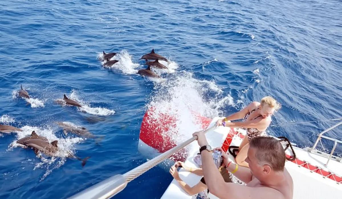 show Dolphin Encounters – tia trip – coral sea tours