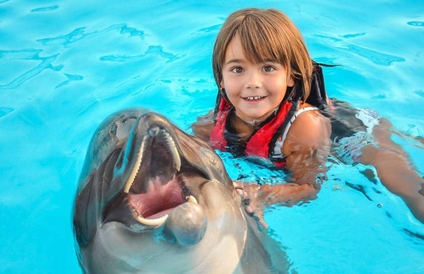Swimming With Dolphins Hurghada Swimming With Dolphins Hurghada